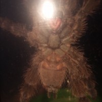 Stromatopelma calceatum [ventral sexing]