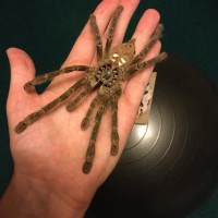 8" adult female Poecilotheria rufilata molt topside