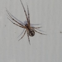 Unknown spider