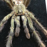 Poeciltheria rufilata 8” molt close-up