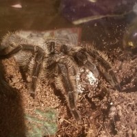 Brachypelma albopilosum with egg sac