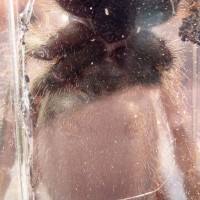 Poecilotheria vittata