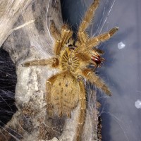 0.1 P. murinus Feeding