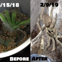 N. Incei Before And After