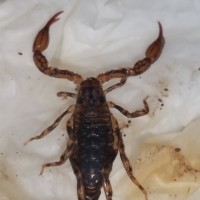 Very bizarre unknown scorpion