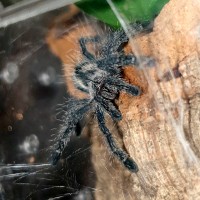 Avicularia purpurea sling