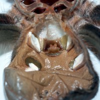 Acanthoscurria geniculata 5.5" Female