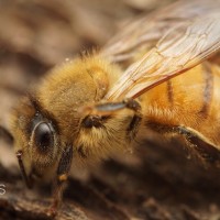 Apis mellifera