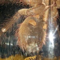 T.Stirmi pic 2