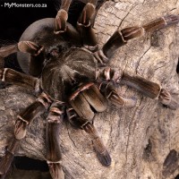 Theraphosa strimi - Mature Female