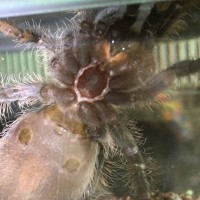 2.5" Brachypelma albopilosum [2/2]