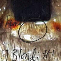 T. blondi molt tiny 1/2 in at best