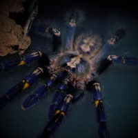 Poecilotheria metallica