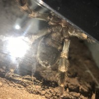 Brachypelma hamorii [ventral sexing]