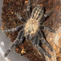 Cyriopagopus/Haplopelma sp. bach ma