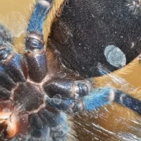 Chromatopelma cyaneopubescens Sold as female but um, idk.