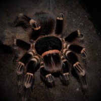 0.1 Acanthoscurria geniculata