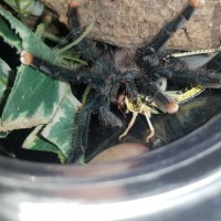 Avicularia avicularia