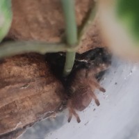 Poecilotheria Regalis