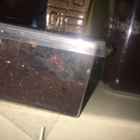 Grammostola pulchra M or F?