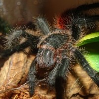 0.1 Grammostola actaeon