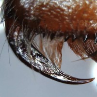 B. Albopilosum sling fang super close up