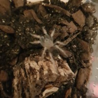 Freshly molted Brachypelma hamorii