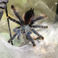 A. avicularia