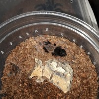 Brachypelma boehmei