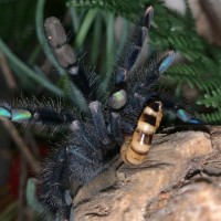 A. Avicularia ‘Smurf’ threat posture at her dinner.