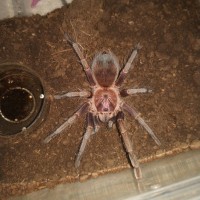 Phormictopus cancerides?