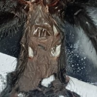 3.5" Grammostola pulchra [molt sexing]