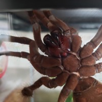 T. Stirmi M of F?