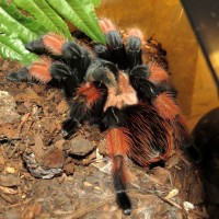 Freshly Molted Brachypelma emilia (4.5"+)