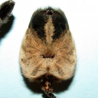 Brachypelma emilia Exuviae: Carapace [2/3]