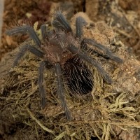 Brachypelma Albopilosum sling (Nicaragua)