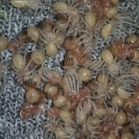 schioedtei molting to 1i