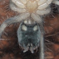 Xenesthis Immanis