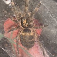 N. Incei Male