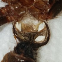 2.5" Acanthoscurria geniculata [molt sexing]