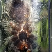 3.5" Avicularia avicularia [ventral sexing]