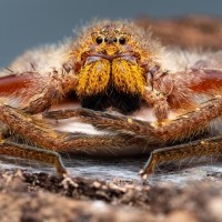 Heteropoda javana