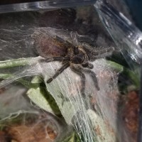 H. pulchripes?