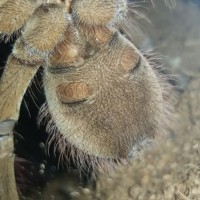 Theraphosa stirmi [ventral sexing]