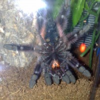 male or female please A.versicolor