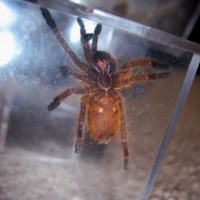 P. murinus