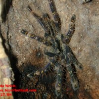 Poecilotheria ornata