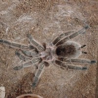 G.Rosea