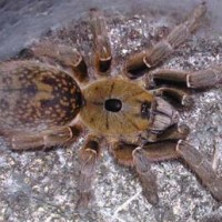 Ceratogyrus brachycephalus