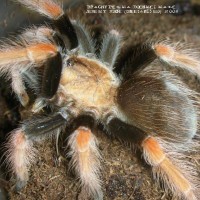 Brachypelma boehmei